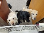 Service animals are more than a friend
