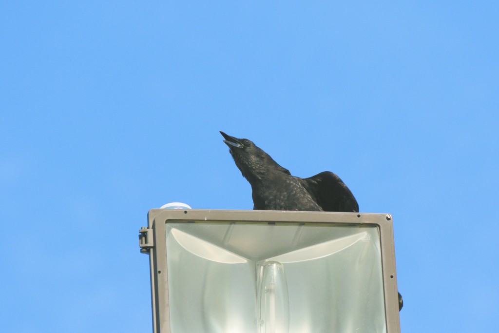 Nevermore is what this Raven seems to say as it enjoys one of the last warm days on campus on Oct 21. PHOTO BY JEFF SIGMUND.