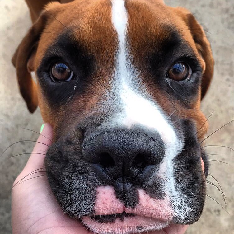 do boxers have droopy eyes