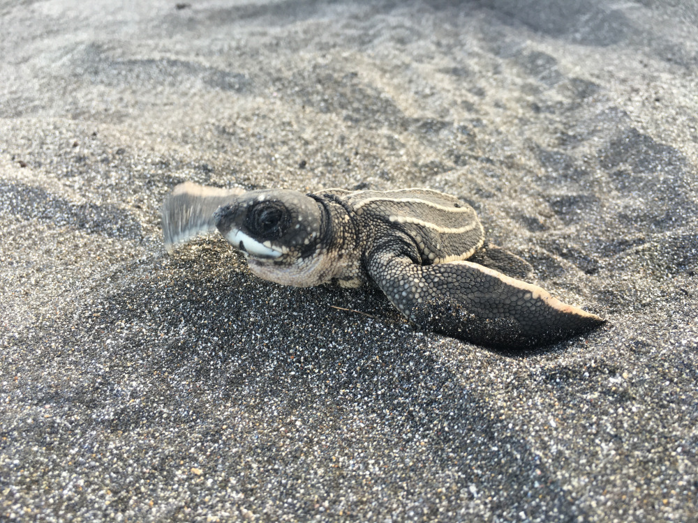 Turtle on beach