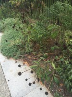 Maintenance fails to keep up with campus grounds