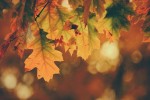 How to celebrate Fall festivities during a pandemic