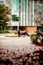 USF's new standards make it harder than ever to be admitted