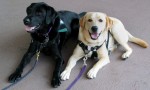 Puppies: Adorable & Effective Stress Relievers